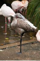 Body texture of gray flamingo 0020